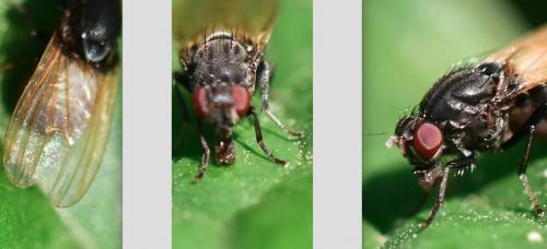 Minettia longipennis